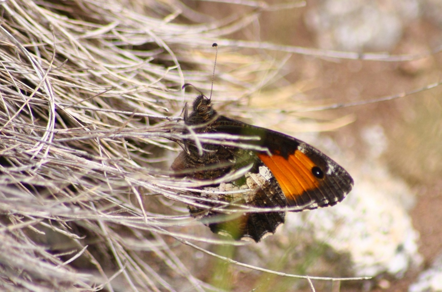 Licenide autoctono elbano: Lycaeides villai